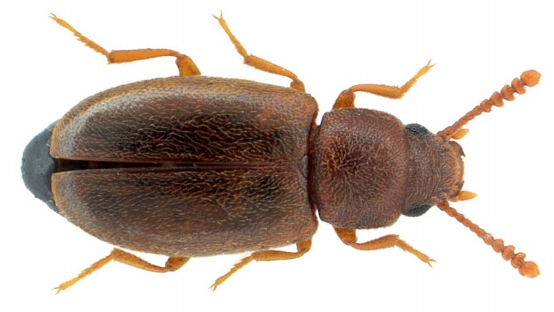 Myrmechixenus vaporariorum Guérin-Méneville, 1843